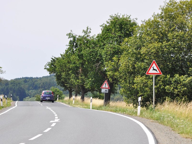 Bild Wildwechsel_Landstrasse.jpg
